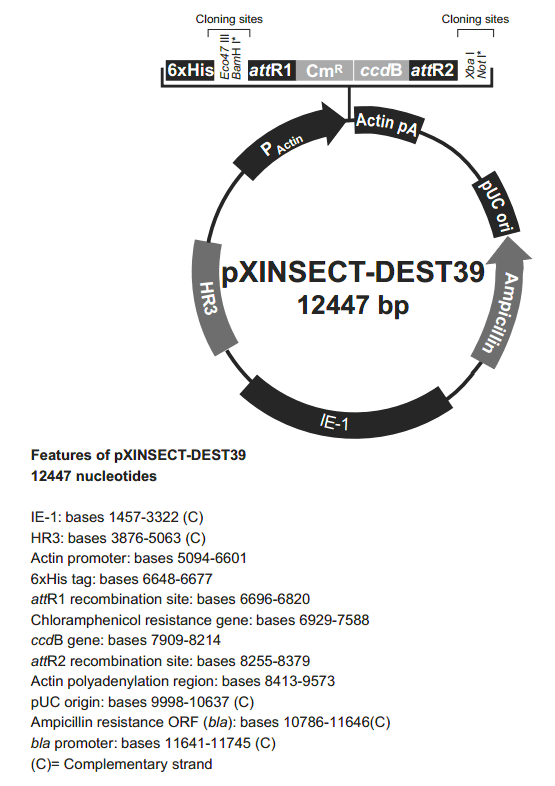 pXINSECT-DEST39 载体图谱